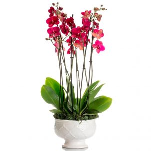 Орхидея в горшке "Бордово-розовая"