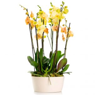 Орхидея в горшке "Желтая"